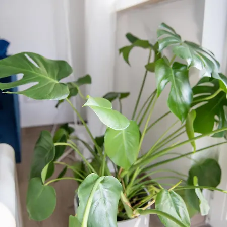 Potsdams Traumwohnung Διαμέρισμα *